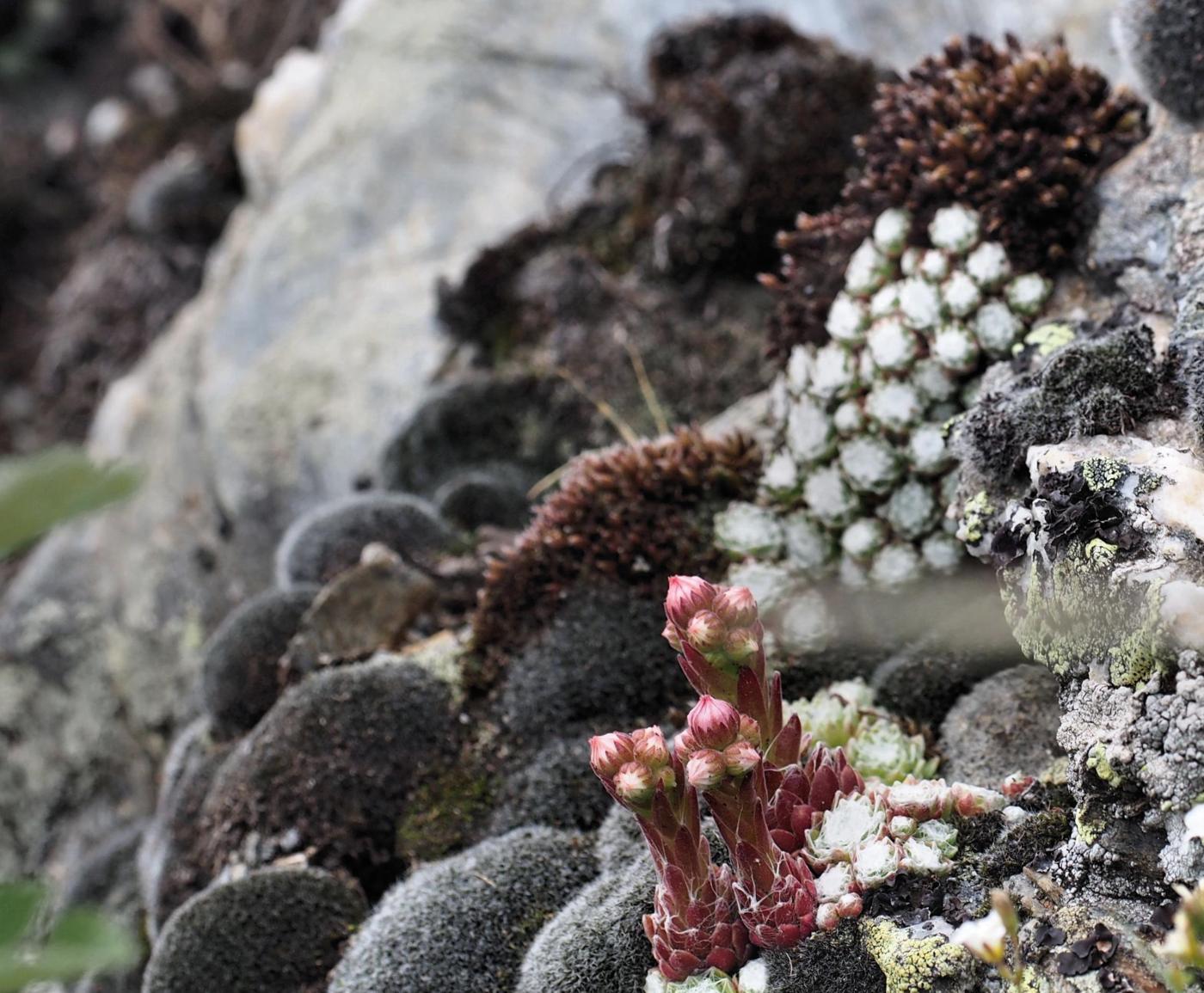 Houseleek, Cobweb plant